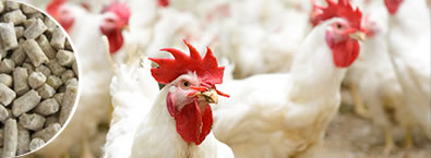Líneas para producción de alimento para animales