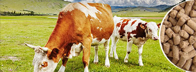 Líneas para producción de alimento para animales