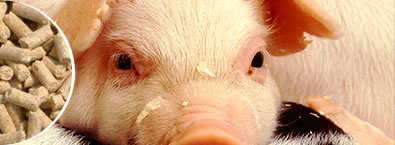 Líneas para producción de alimento para animales