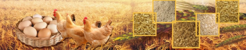 Alimentos concentrados